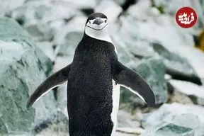 چرت‌های ۴ ثانیه‌ای و خواب در پرواز؛ حیوانات با روش‌های افراطی خواب از خطر می‌گریزند