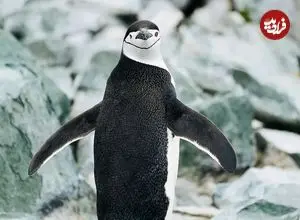 چرت‌های ۴ ثانیه‌ای و خواب در پرواز؛ حیوانات با روش‌های افراطی خواب از خطر می‌گریزند