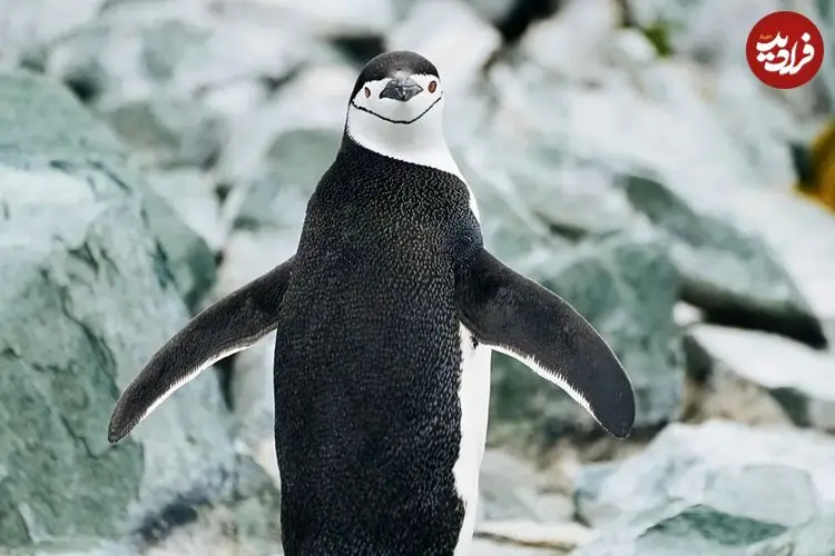 چرت‌های ۴ ثانیه‌ای و خواب در پرواز؛ حیوانات با روش‌های افراطی خواب از خطر می‌گریزند