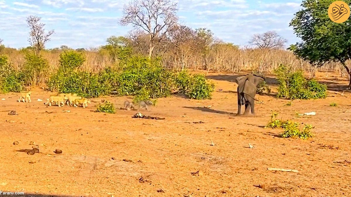 (ویدئو) شیر‌ها یکی از بچه فیل‌های دوقلو را شکار کردند