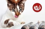 ببینید؛ گربه‌ای که مشتری دائم یک ماهی فروشی است