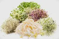 راهنمای کامل خواص «دانه‌ها» برای سلامتی