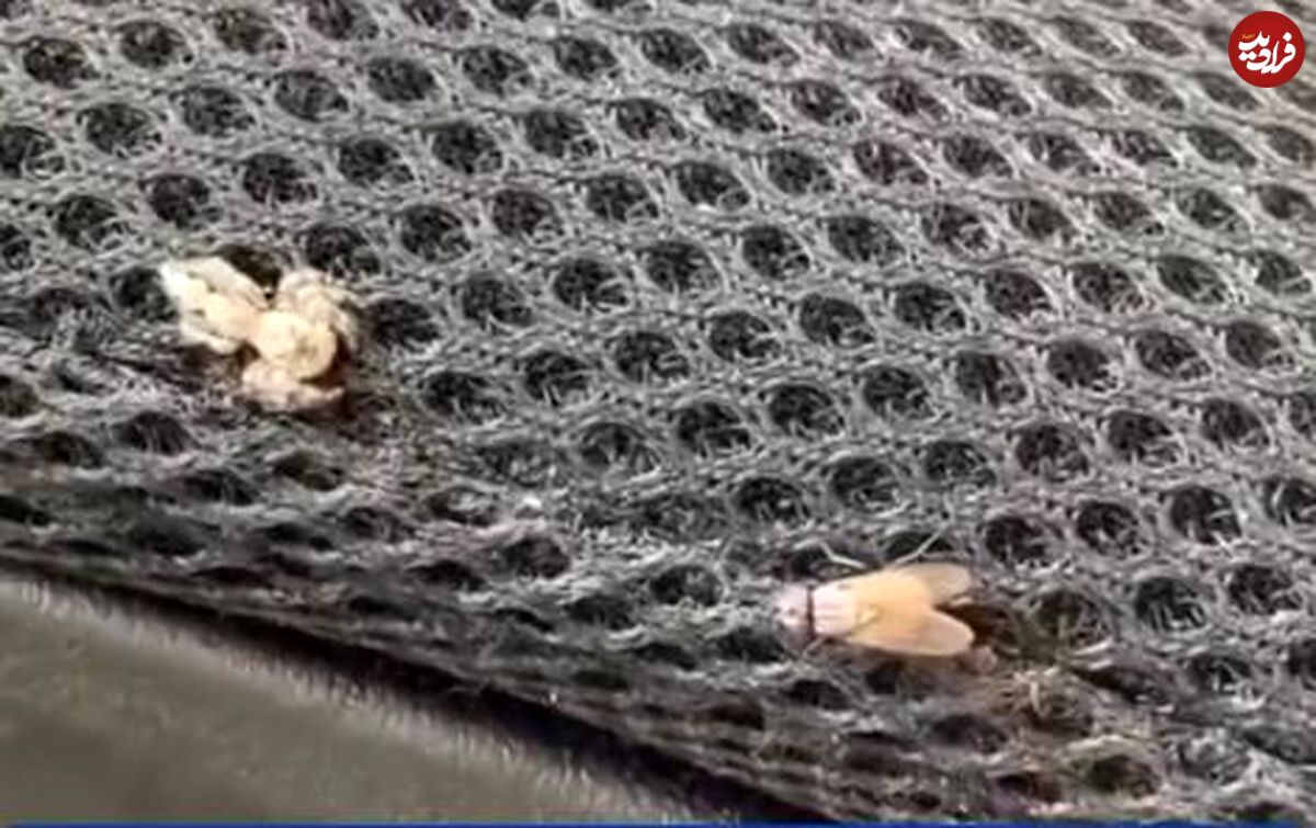 (ویدیو) سرعت حیرت آور یک عنکبوت در شکار پشه 
