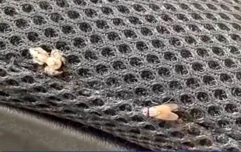 (ویدیو) سرعت حیرت آور یک عنکبوت در شکار پشه 