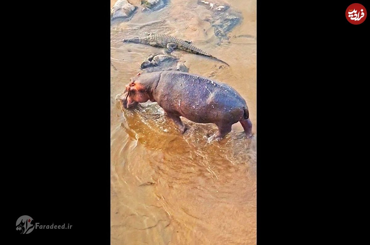 (ویدئو) قدم زدن دوستانه و جالب تمساح و اسب آبی در رودخانه!