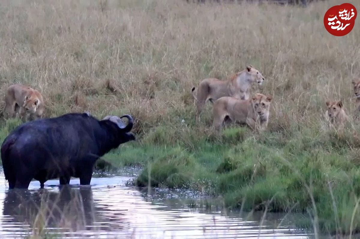 (ویدئو) روش زیرکانه بوفالوها برای نجات از محاصره سنگین شیرها