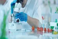 تولید پودر تقویت‌کننده سیستم ایمنی با فرآوری غلات