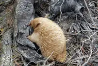 کشف پستاندار عجیبی که مثل پرنده تخم می‌گذارد!