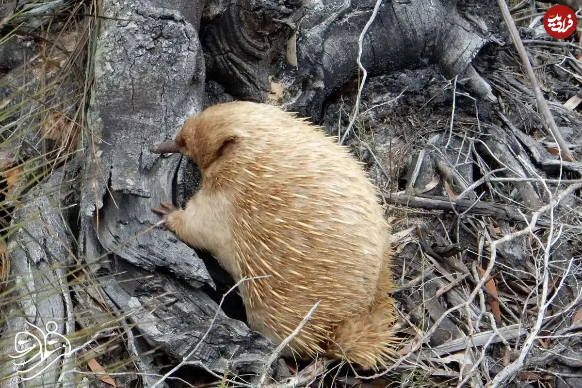 کشف پستاندار عجیبی که مثل پرنده تخم می‌گذارد!