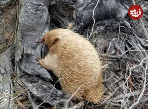 کشف پستاندار عجیبی که مثل پرنده تخم می‌گذارد!