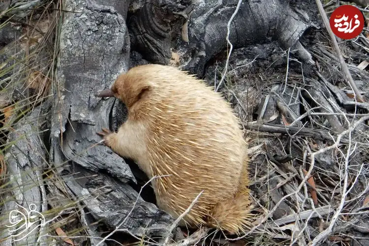 کشف پستاندار عجیبی که مثل پرنده تخم می‌گذارد!