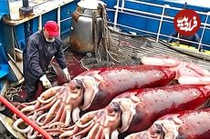 (ویدئو) نحوه برش و فرآوری ویژه هزاران «ماهی مرکب» غول پیکر در کارخانه