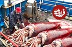 (ویدئو) نحوه برش و فرآوری ویژه هزاران «ماهی مرکب» غول پیکر در کارخانه