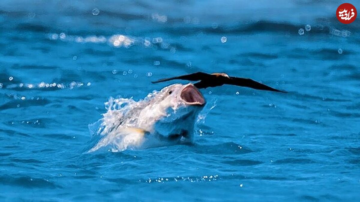 (ویدئو) ماهی غول پیکر  پرنده را روی هوا شکار کرد!