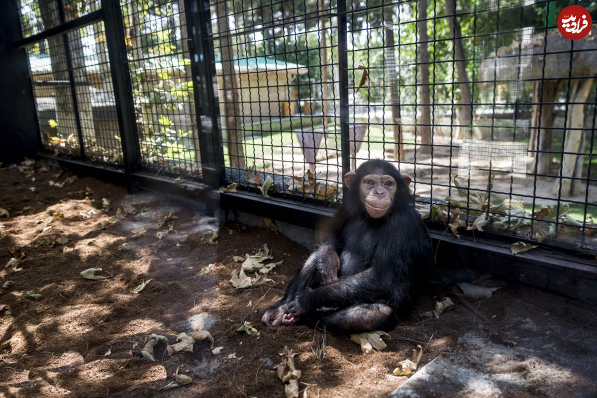 مرگ باران، شامپانزه ایرانی در غربت