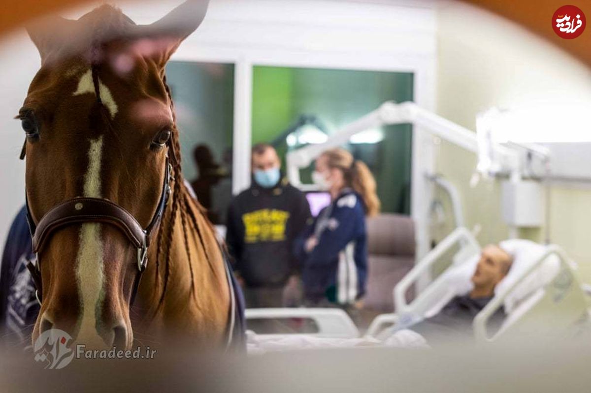 دکتر پِیو: اسبی که بیماران سرطانی را تسکین می‌دهد