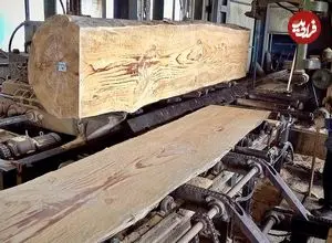 ببینید| فرآیند تولید انبوه میز ناهارخوری با چوب درخت کاج در کره جنوبی