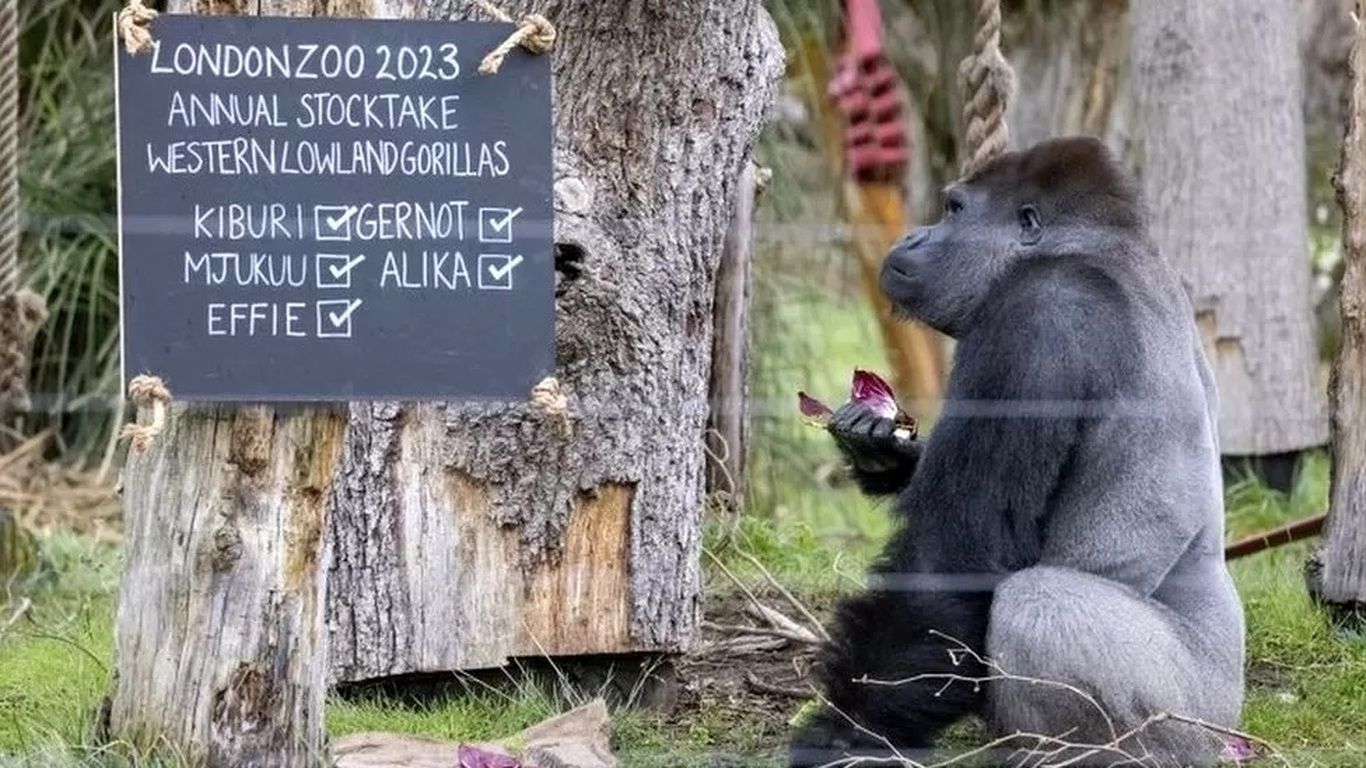 (ویدئو) ۱۴ هزار حیوان از ۴۰۰ گونه در باغ وحش لندن؛ سرشماری یک هفته طول می‌کشد!