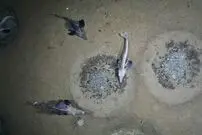 با پنج کشف رکوردشکن سال ۲۰۲۲ آشنا شوید