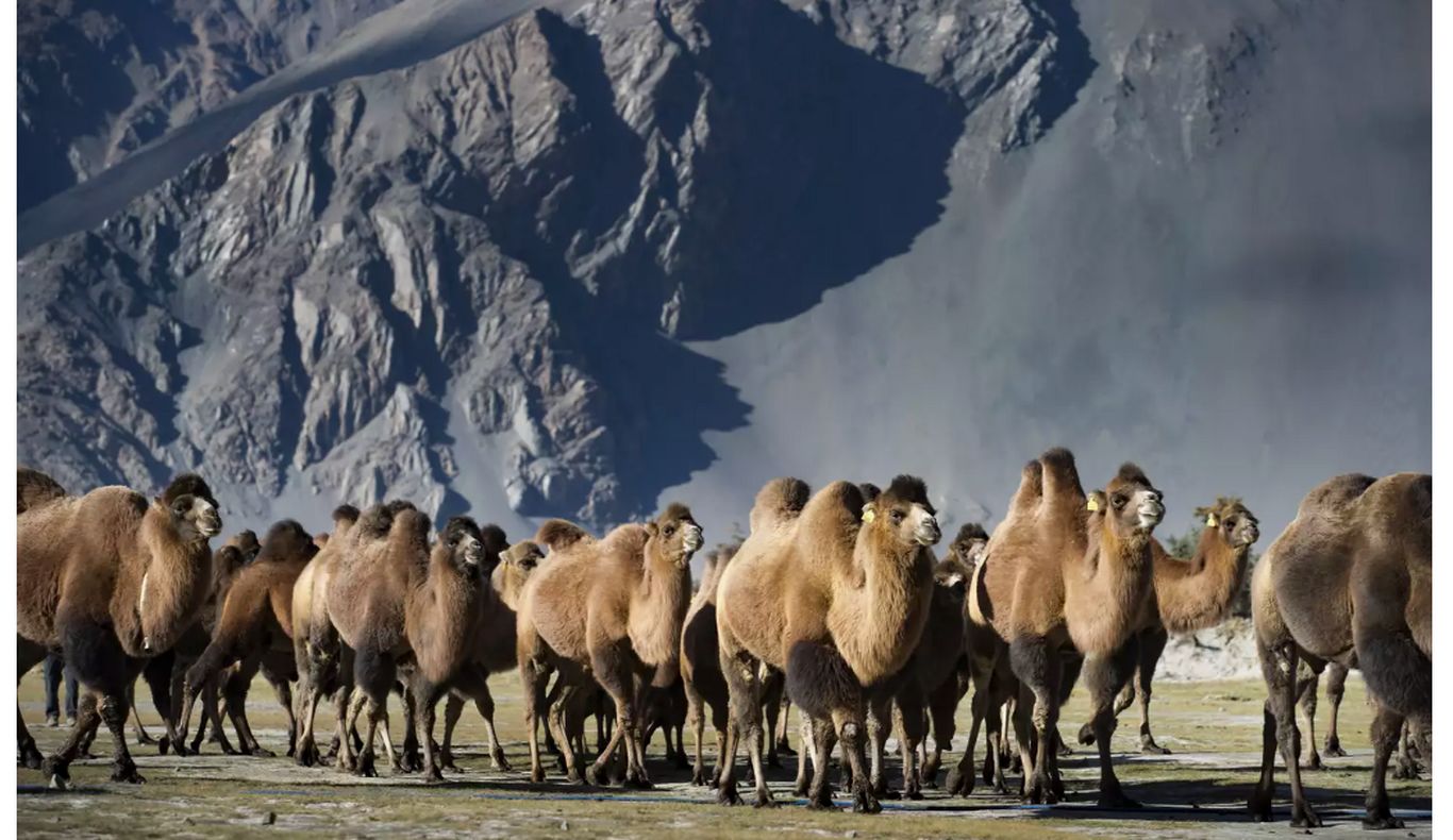 ۹ حقیقت جالب در مورد شتر‌ها که احتمالا نمی‌دانستید!