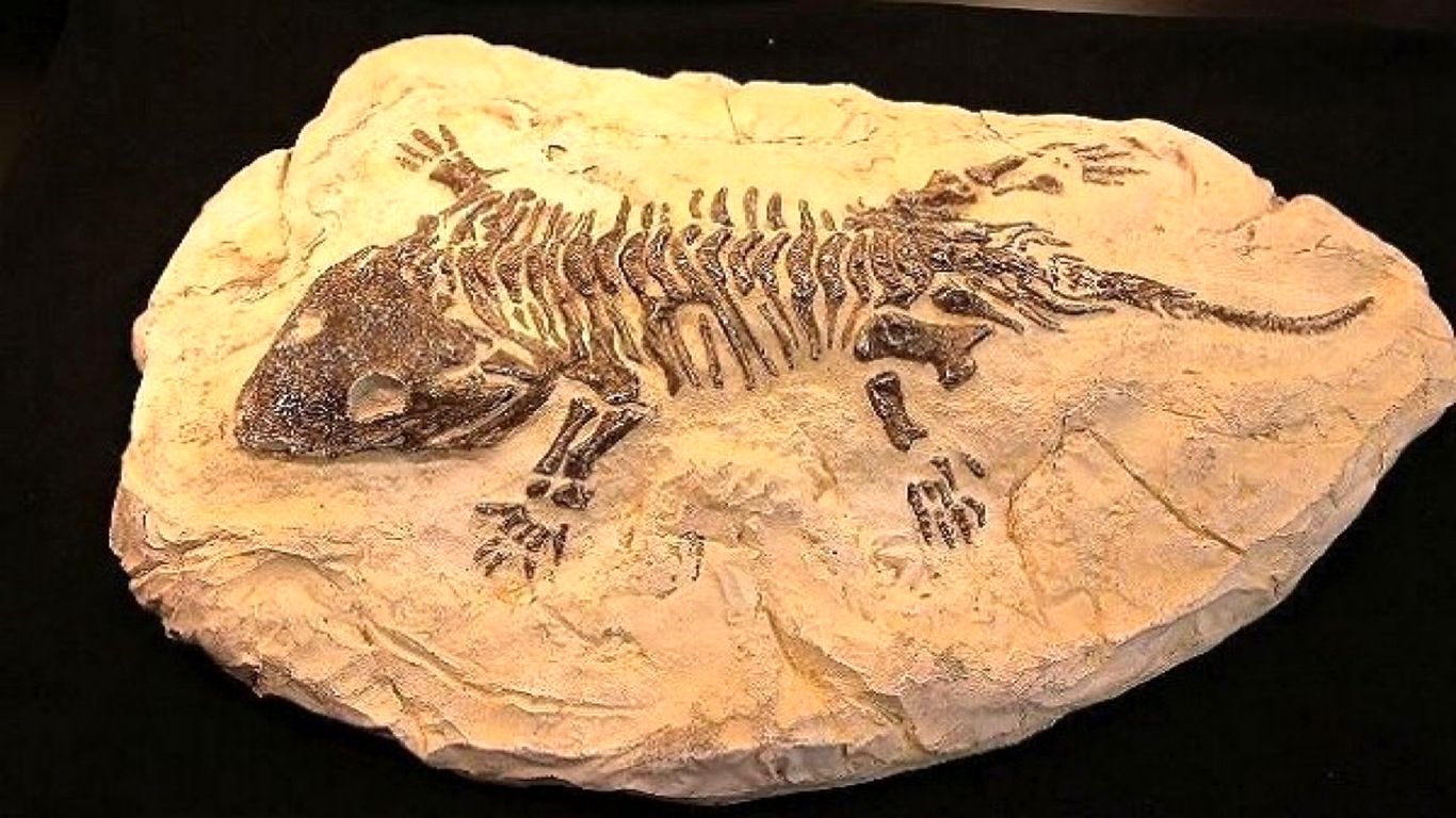 فسیل‌های جالب با قدمت ۹ میلیون سال در سایت مراغه