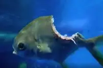 (ویدئو) زندگی عجیب یک ماهی نصف شده در اعماق دریا!