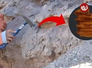 کشف فسیلی شگفت‌انگیز از یک جانور آب‌دوست در شیلی
