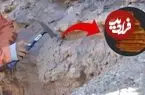 کشف فسیلی شگفت‌انگیز از یک جانور آب‌دوست در شیلی