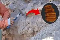 کشف فسیلی شگفت‌انگیز از یک جانور آب‌دوست در شیلی