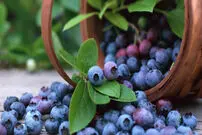 پنج ضدآفتاب طبیعی برای پوست