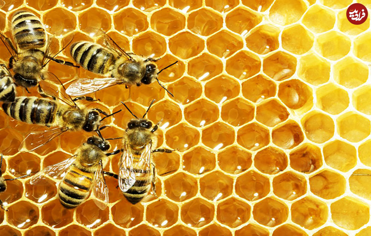 دنیای ناشناخته زنبورها