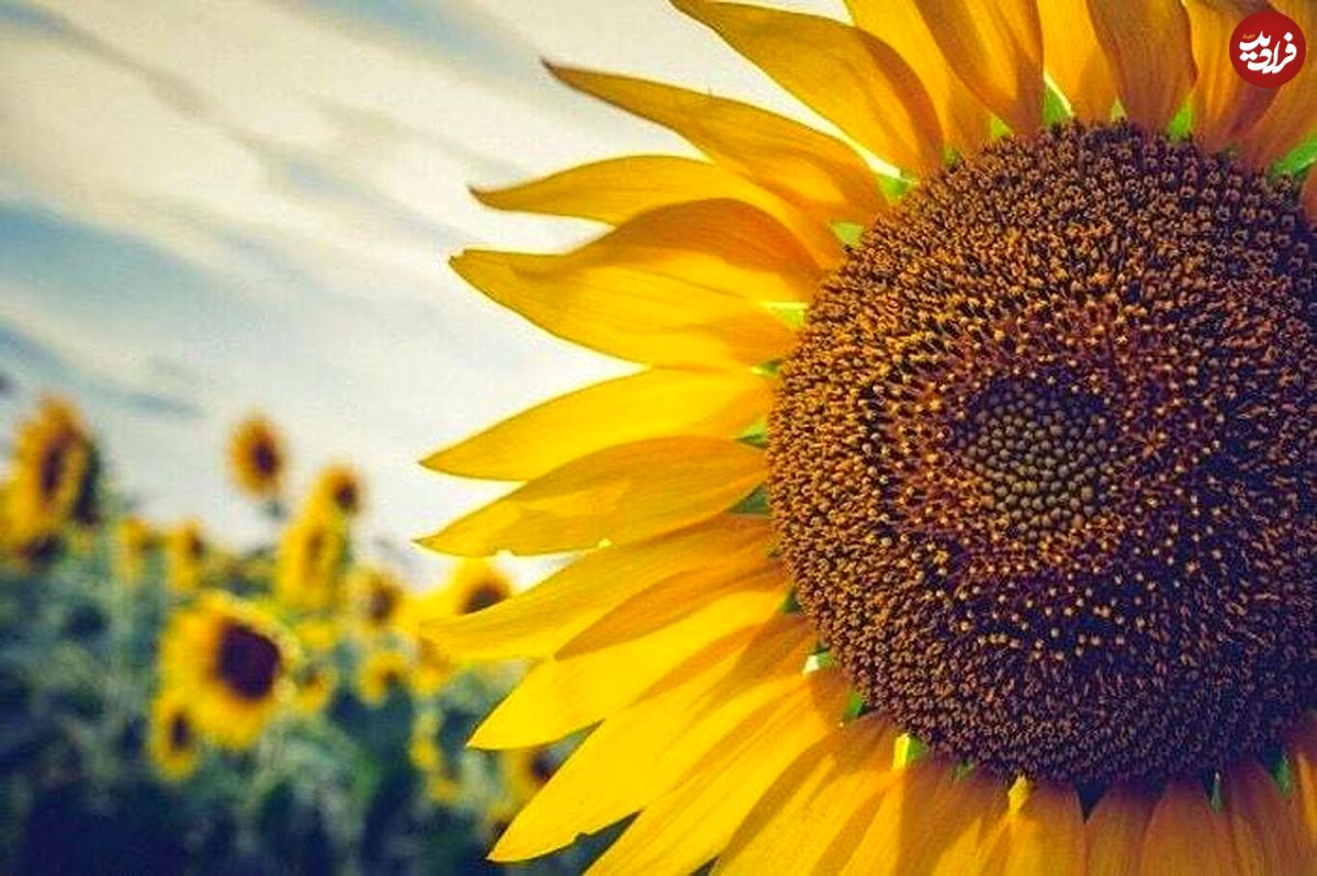 این گیاه شگفت انگیز معده را تقویت می‌کند