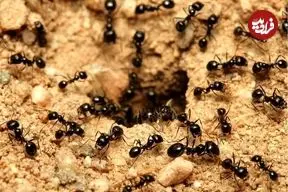 درخواست برای مرگ: فداکاری شگفت‌انگیز مورچه‌های جوان بیمار برای بقای کلنی