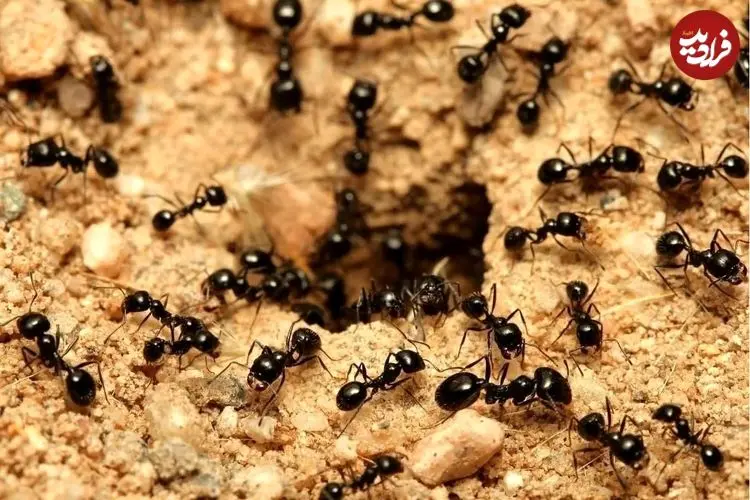 درخواست برای مرگ: فداکاری شگفت‌انگیز مورچه‌های جوان بیمار برای بقای کلنی