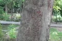 (ویدئو)  ماجرای جالب قدرت جادویی درختان پارک لاله در رمالی و باطل کردن طلسم‌ها