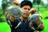 ببینید؛ غذای روستایی در هند؛ پخت یک غذای متفاوت با 1.5 کیلو خرچنگ در طبیعت