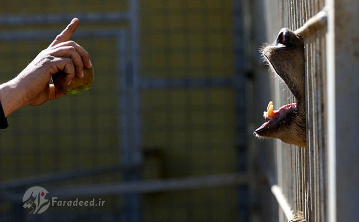 تصاویر/ کمک به حیوانات باغ وحش موصل