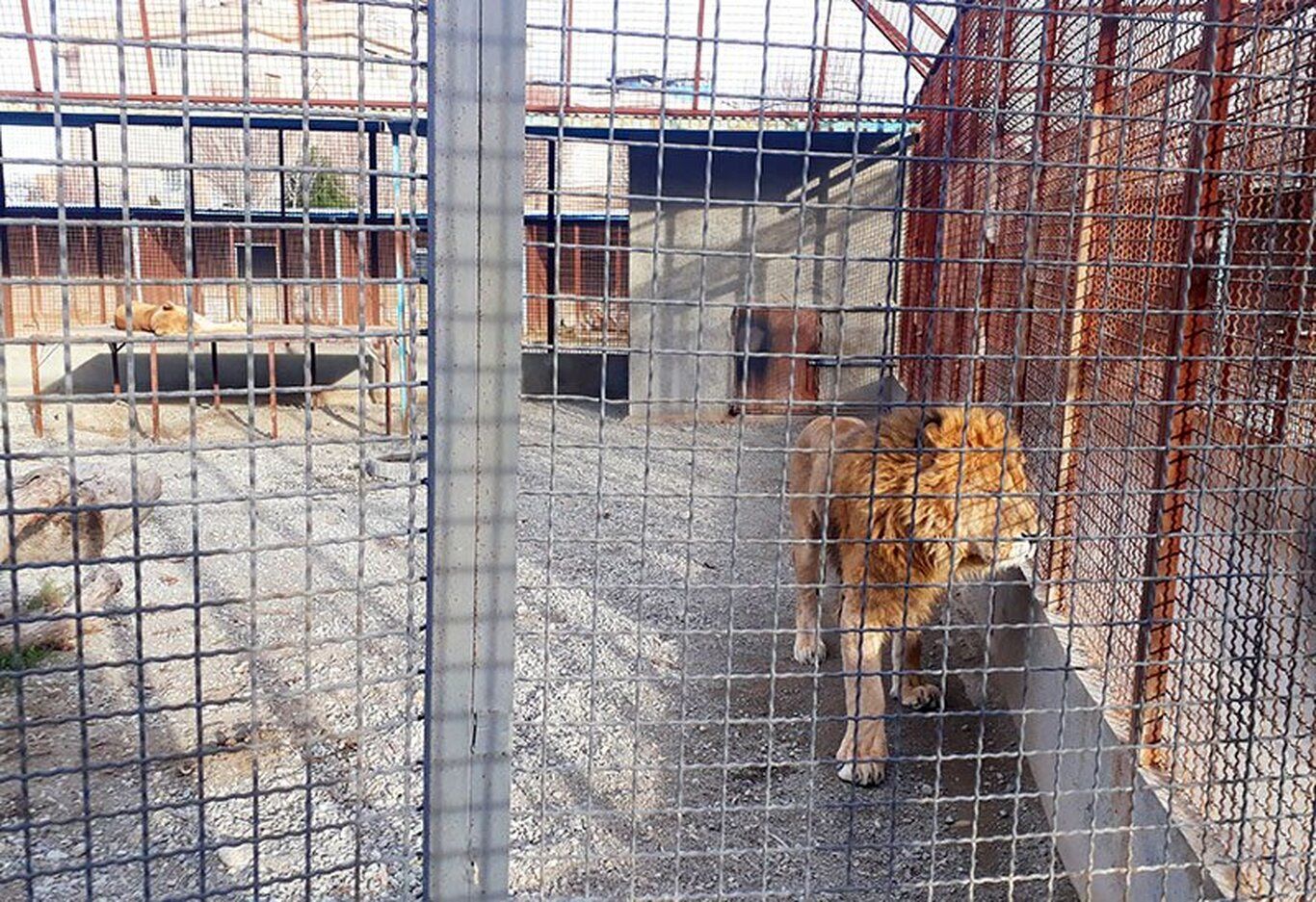 جزئیات بسته شدن باغ وحش صفادشت به خاطر کشته شدن چند حیوان