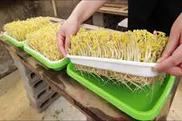 (ویدئو) یک ترفند ساده برای پرورش لوبیا و برداشت جوانه لوبیا در خانه