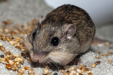 ( عکس) پیرترین موش جهان را بشناسید