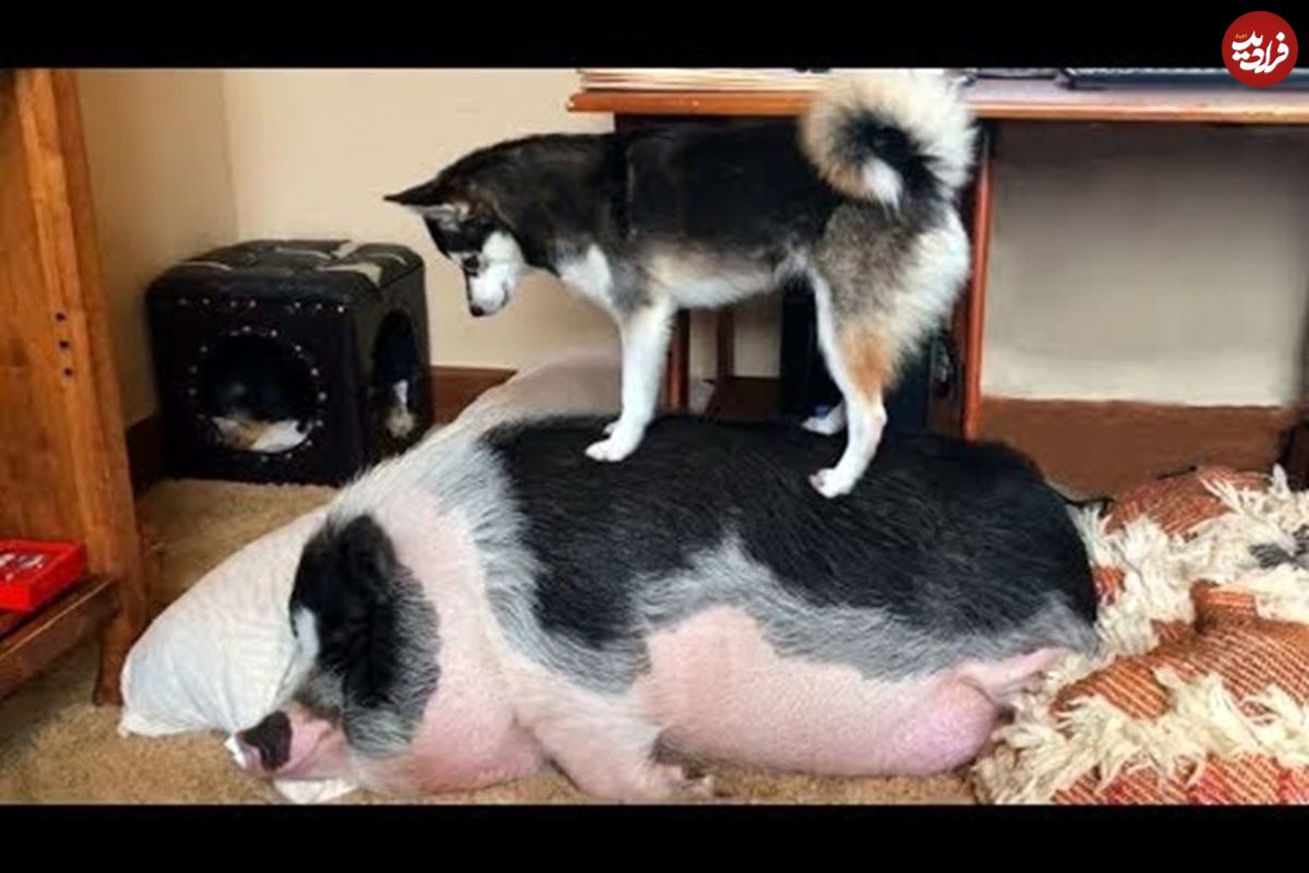 (ویدئو) تلاش خنده دار سگ هاسکی برای بیدار کردن خوک گنده تنبل