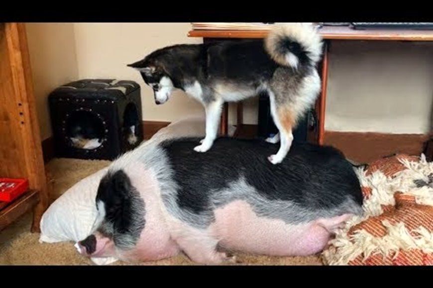 (ویدئو) تلاش خنده دار سگ هاسکی برای بیدار کردن خوک گنده تنبل