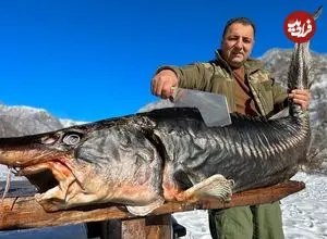 ببینید| غذای روستایی در آذربایجان؛ تهیه بریانی با تاس ماهی غول پیکر در بشکه