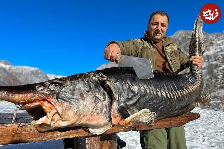 ببینید| غذای روستایی در آذربایجان؛ تهیه بریانی با تاس ماهی غول پیکر در بشکه