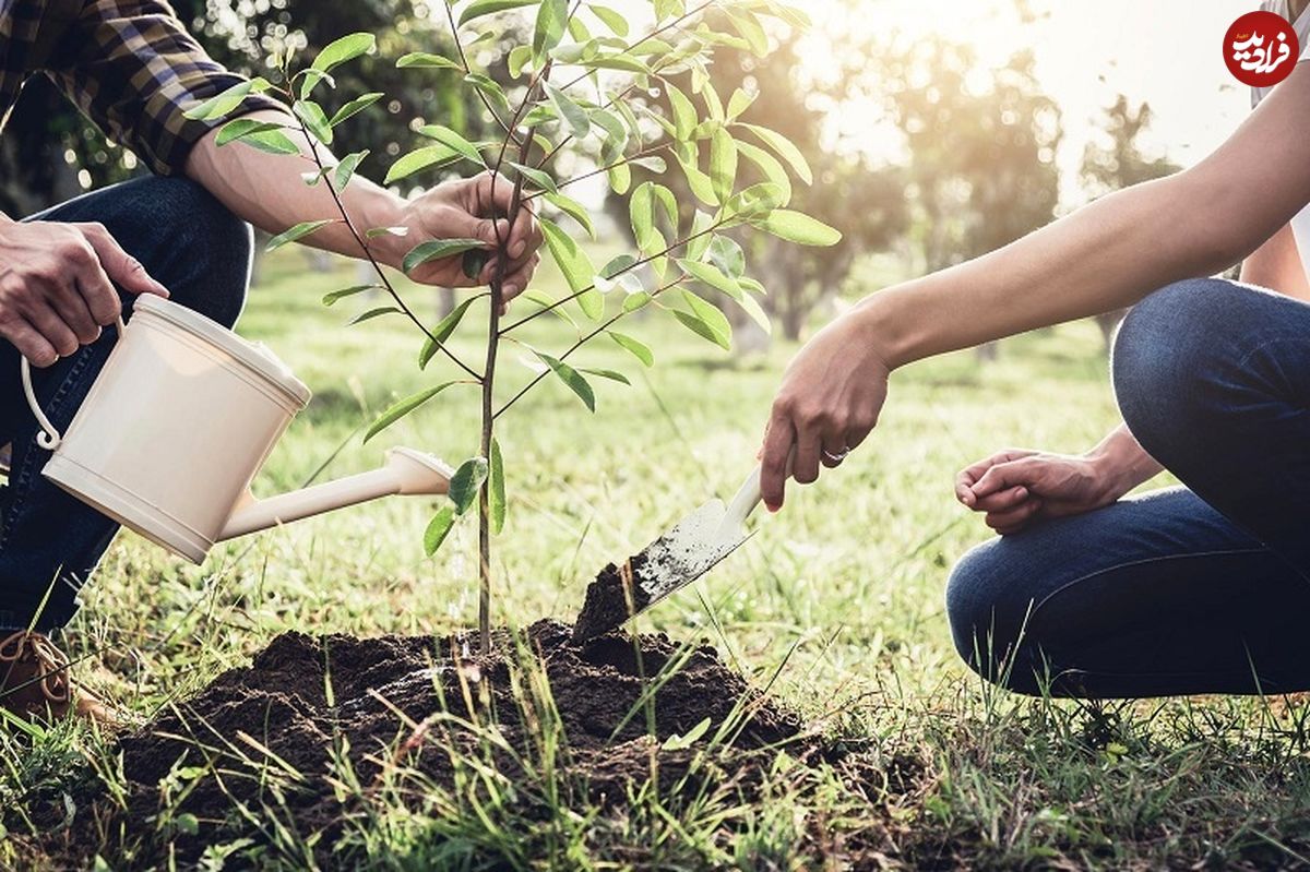 ۱۲ توصیه مهم برای کاشت درخت به روش اصولی