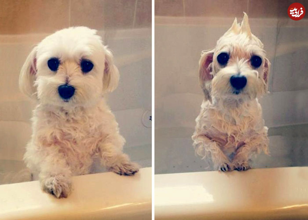 تصاویر/ حیوانات بعد از حمام چه شکلی می‌شوند!