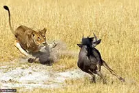 تصاویر/ شکار برق آسای شیر