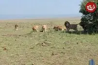 (ویدئو) وقتی شیر نر چشم دیدن پسرانش را ندارد؛ کتک خوردن پسران از پدر!