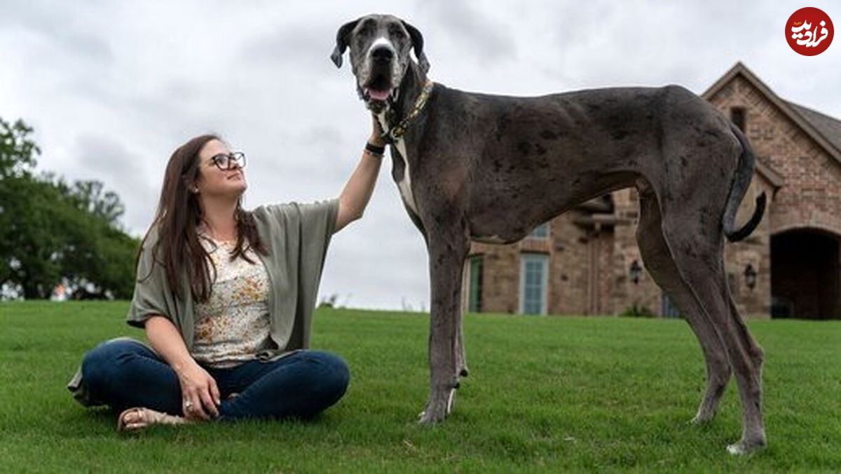 (عکس) زئوس؛ سگ غول‌پیکری که رکورددار گینس شد!