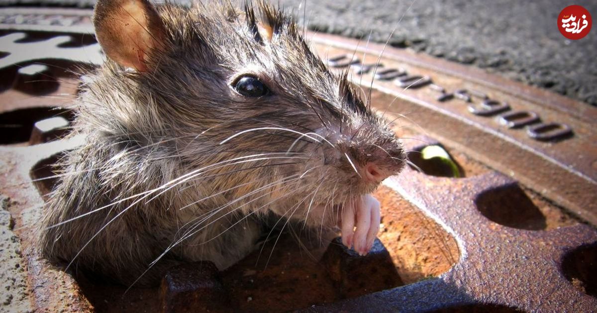چرا جولان موش‌ها بعد از همه‌گیری کرونا زیاد شده است؟